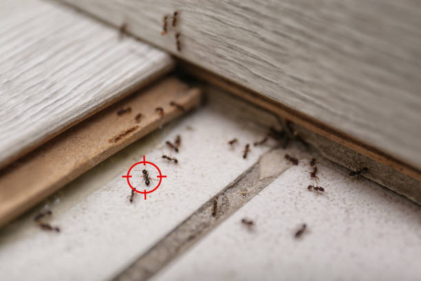 Best Mosquito Control Services  in Kibler, AR