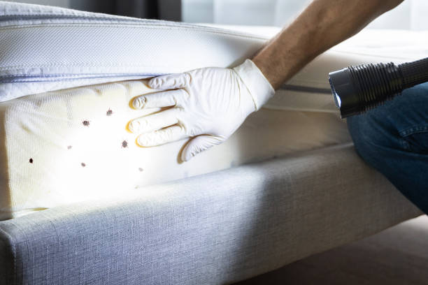 Best Pest Prevention Services  in Kibler, AR