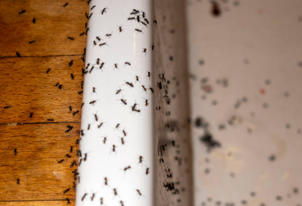Best Best Pest Control Companies  in Kibler, AR