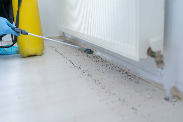 Best Local Pest Control Services  in Kibler, AR